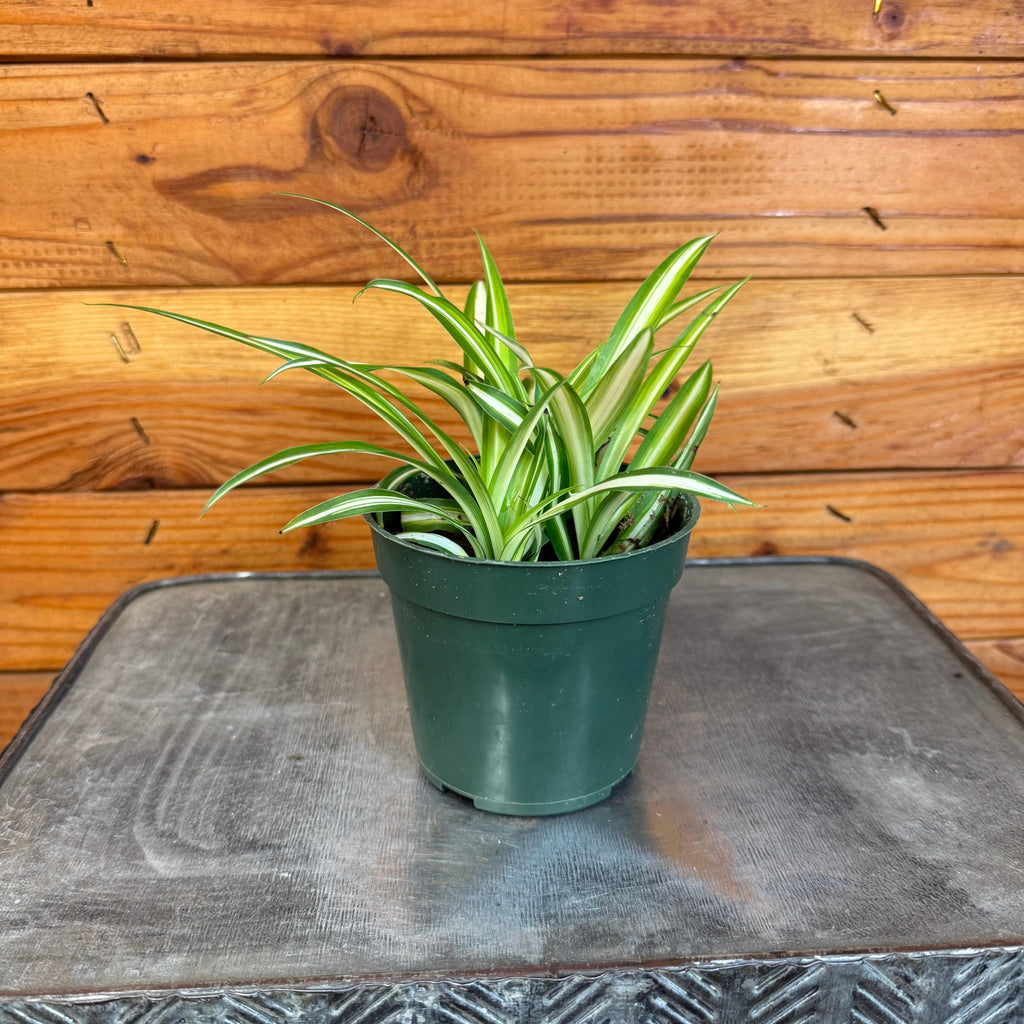 Chlorophytum Variegated Spider, 4" Plant live plant