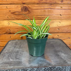 Chlorophytum Variegated Spider, 4" Plant live plant