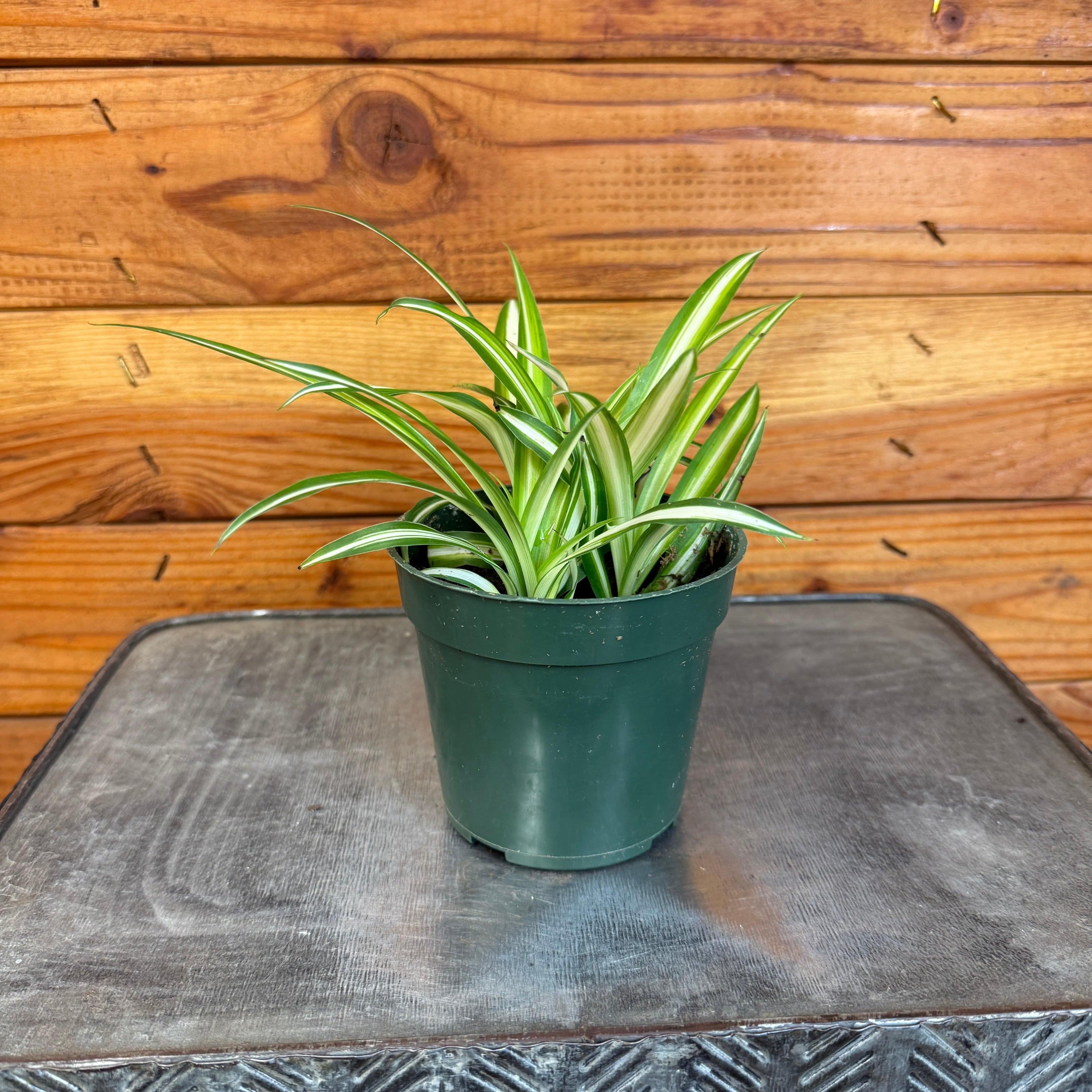 Chlorophytum Variegated Spider, 4" Plant live plant