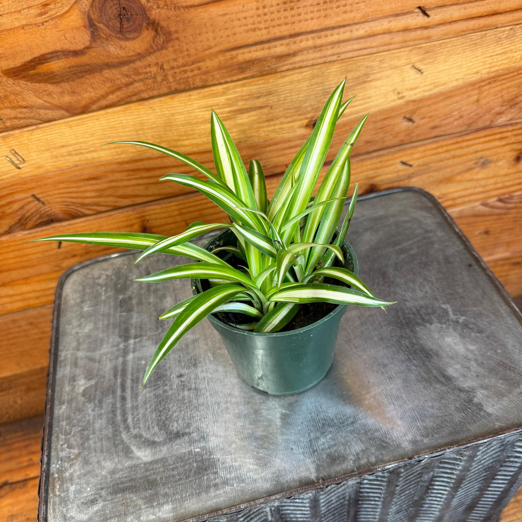 Chlorophytum Variegated Spider, 4" Plant live plant - additional view 2