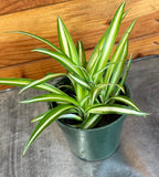 Chlorophytum Variegated Spider, 4" Plant live plant - additional view 3