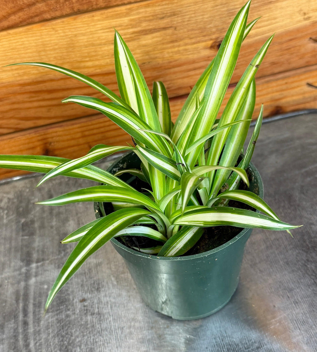 Chlorophytum Variegated Spider, 4" Plant live plant - additional view 3