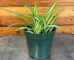 Chlorophytum Variegated Spider, 4" Plant live plant - additional view 4