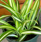 Chlorophytum Variegated Spider, 4" Plant live plant - additional view 5