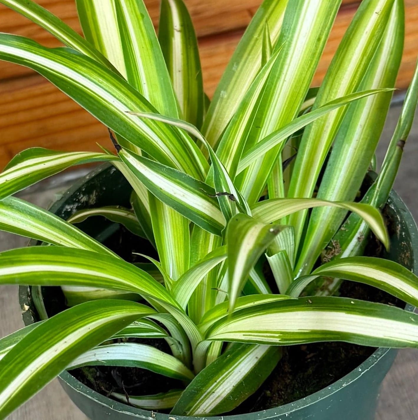 Chlorophytum Variegated Spider, 4" Plant live plant - additional view 5