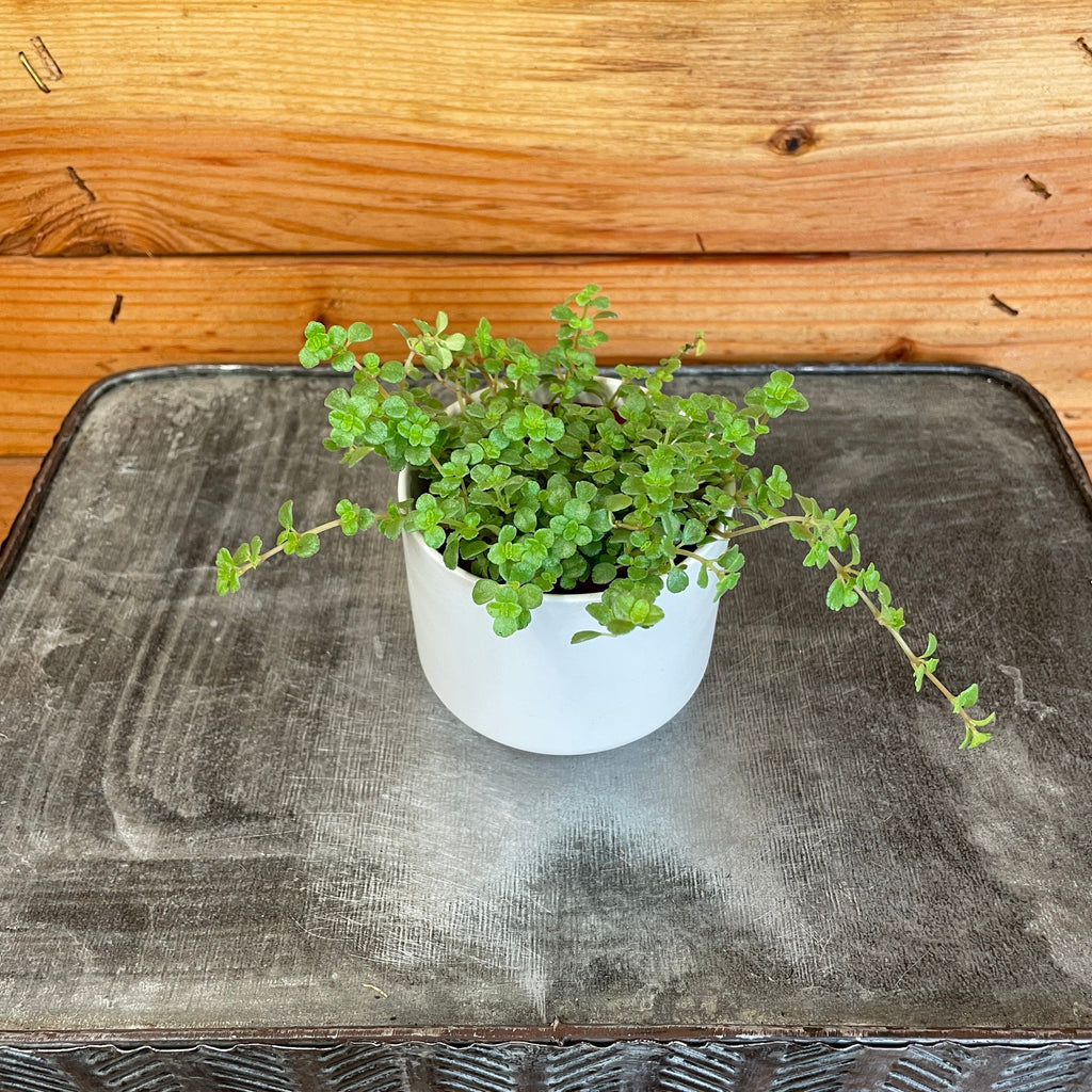 Pilea Tiny Tears, 2" Plant live plant