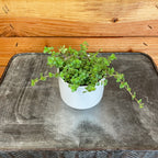 Pilea Tiny Tears, 2" Plant live plant