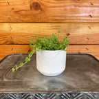 Pilea Tiny Tears, 2" Plant live plant - additional view 2