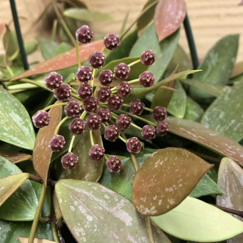 Hoya Gracilis, 4" Plant live plant