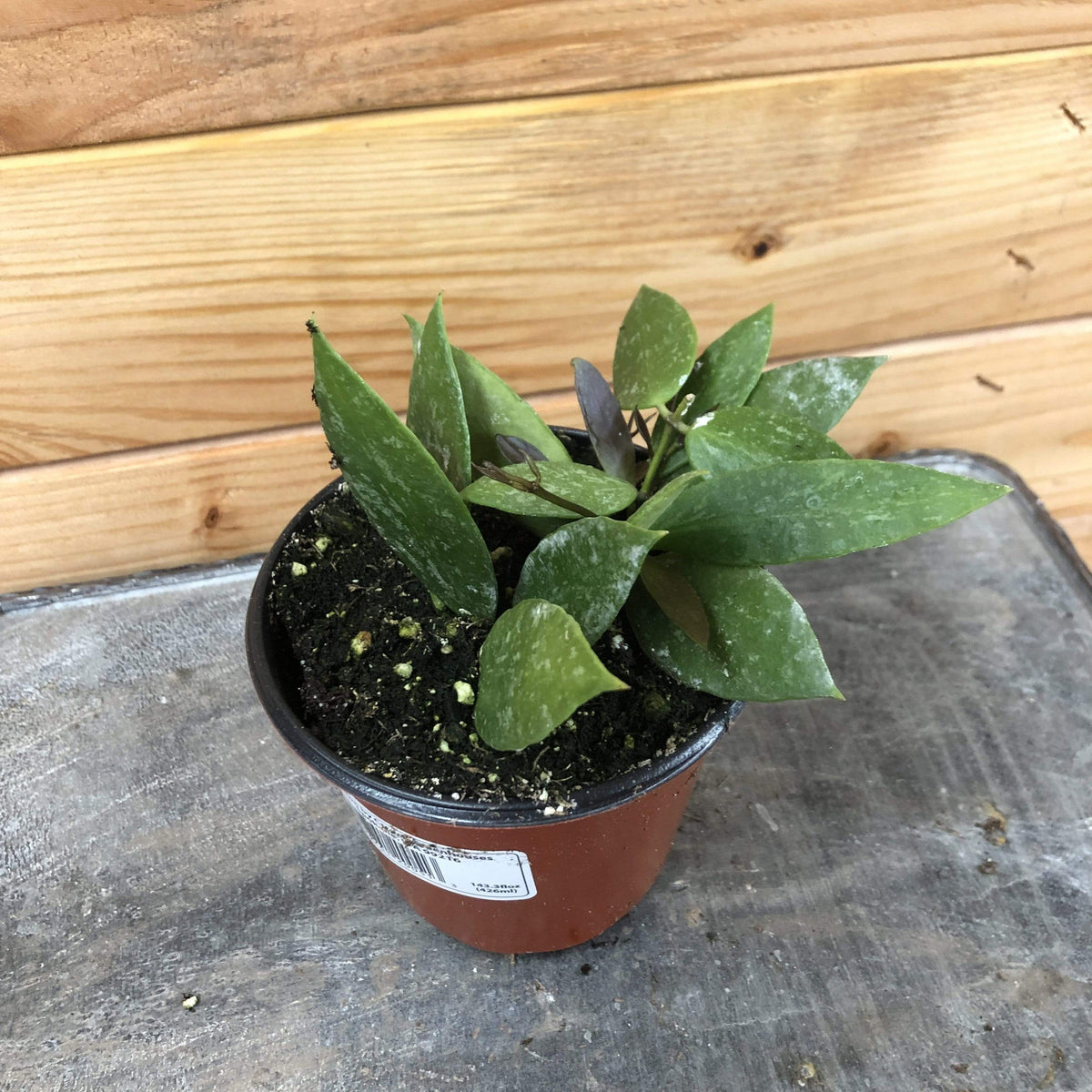 Hoya Gracilis, 4" Plant live plant - additional view 2