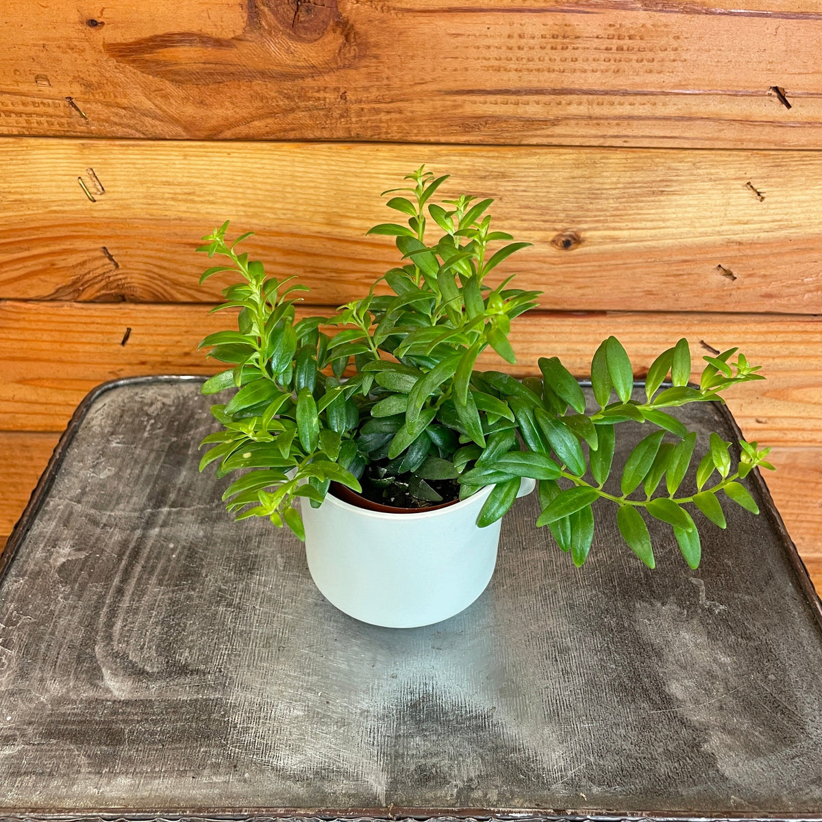 Aeschynanthus Lipstick Japhrolepis, 2" Plant live plant