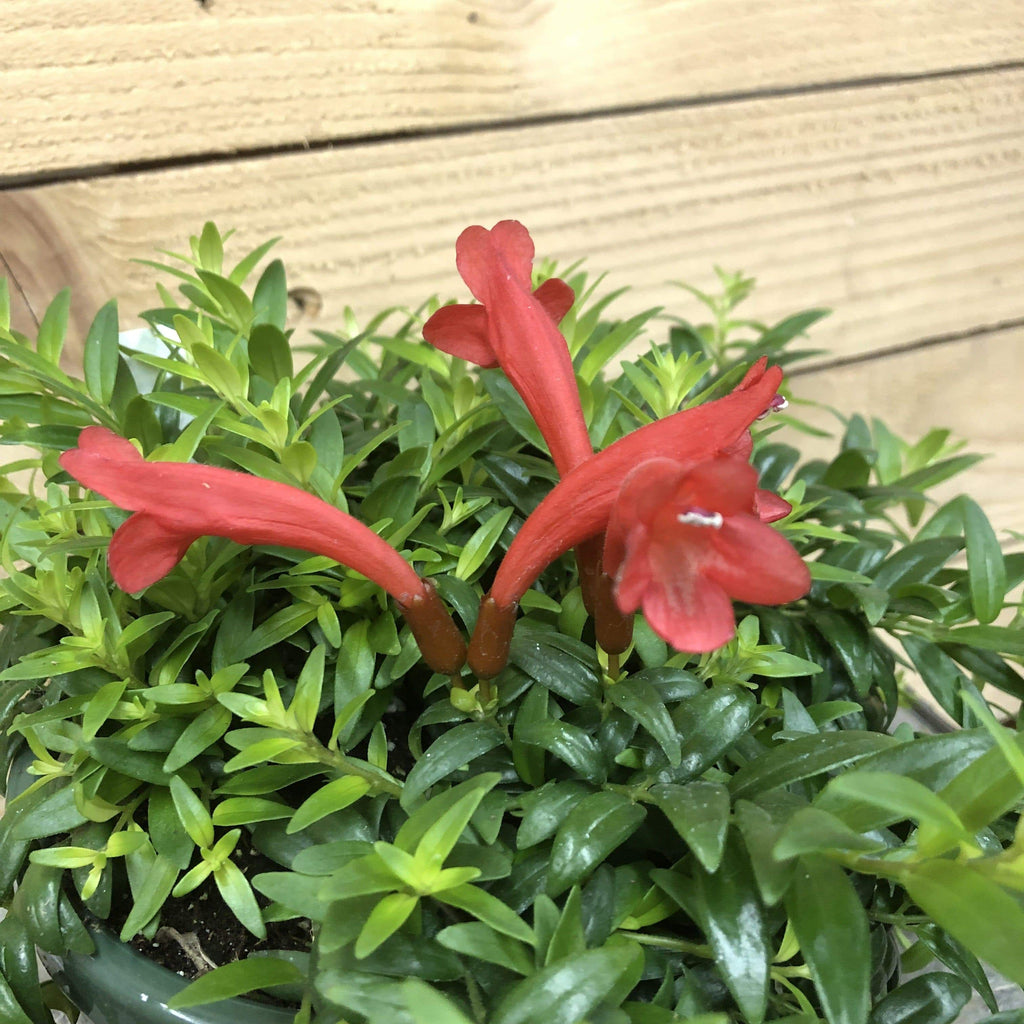 Aeschynanthus Lipstick Japhrolepis, 2" Plant live plant - additional view 2