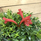 Aeschynanthus Lipstick Japhrolepis, 2" Plant live plant - additional view 2