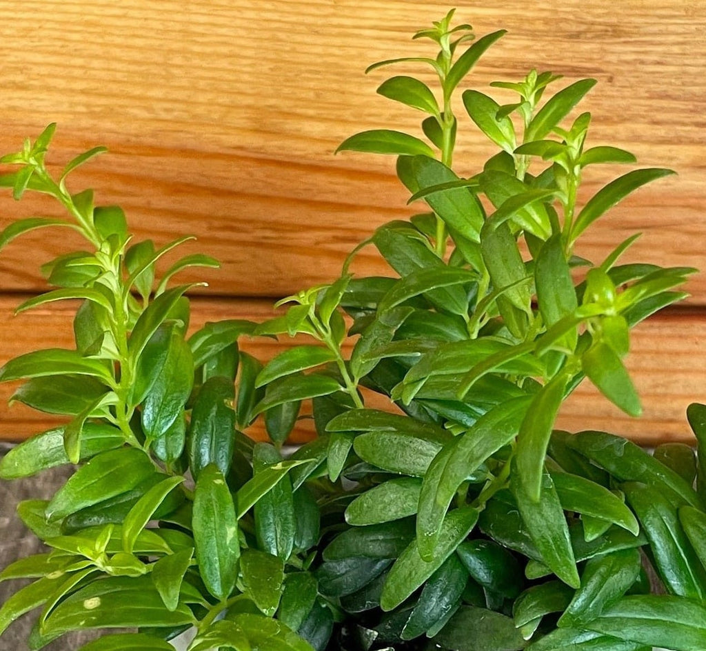 Aeschynanthus Lipstick Japhrolepis, 2" Plant live plant - additional view 3