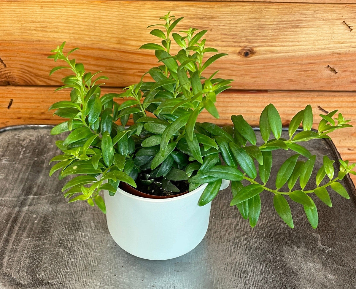 Aeschynanthus Lipstick Japhrolepis, 2" Plant live plant - additional view 4