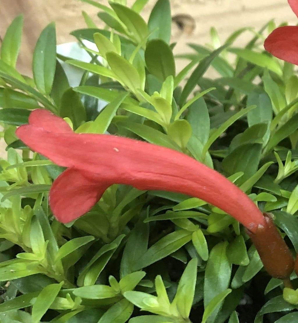 Aeschynanthus Lipstick Japhrolepis, 2" Plant live plant - additional view 5