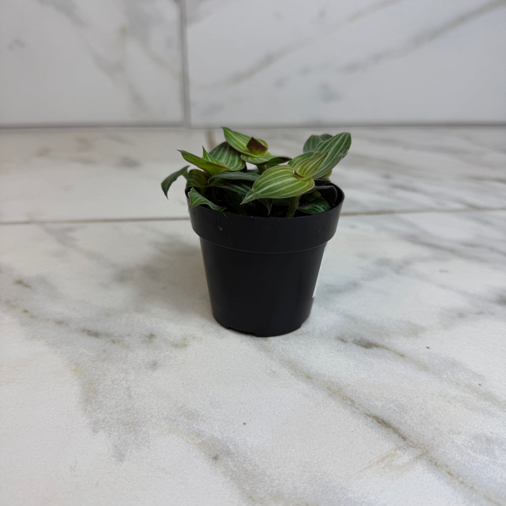 Callisia Elegans, 2" Plant live plant