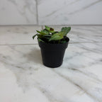Callisia Elegans, 2" Plant live plant