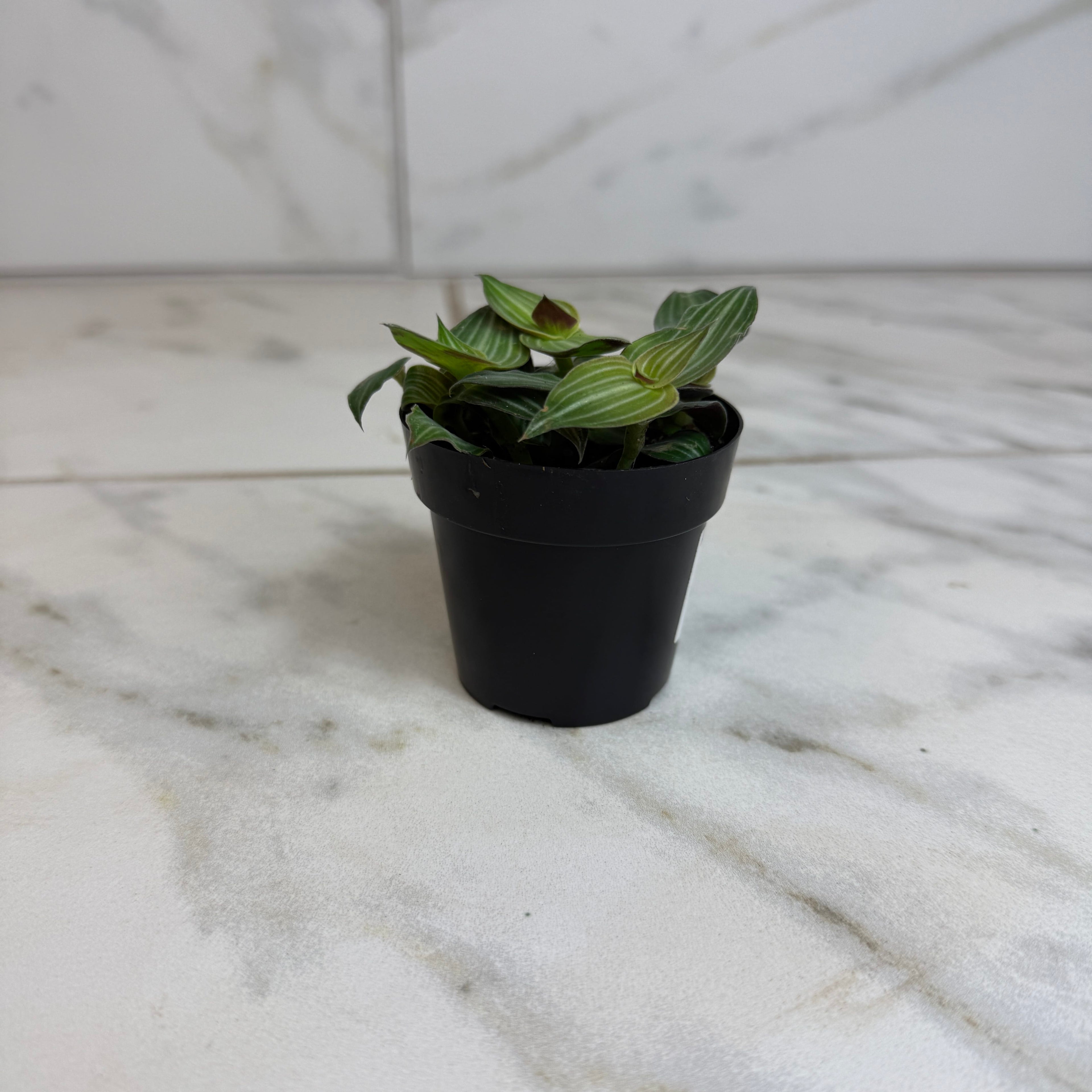 Callisia Elegans, 2" Plant live plant