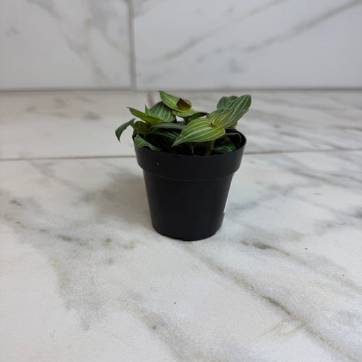 Callisia Elegans, 2" Plant