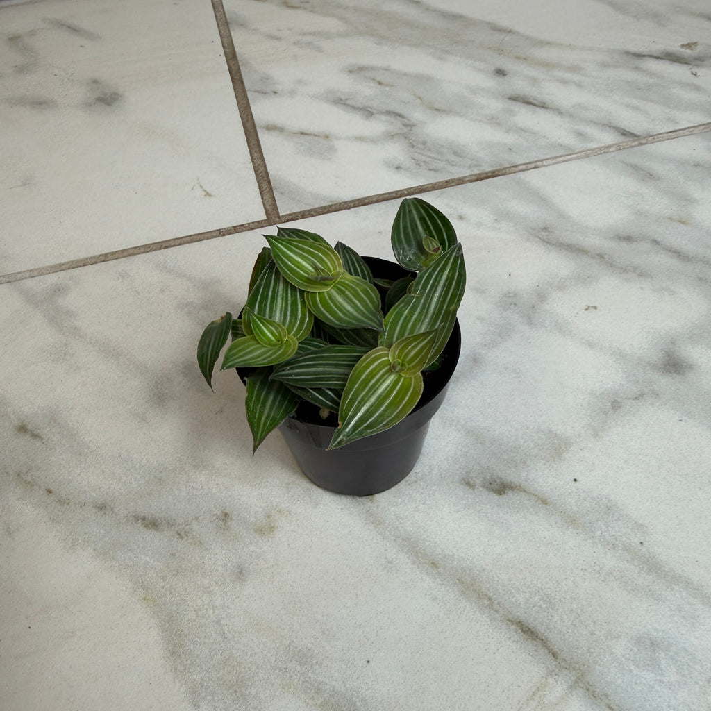 Callisia Elegans, 2" Plant live plant - additional view 2