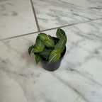 Callisia Elegans, 2" Plant live plant - additional view 2