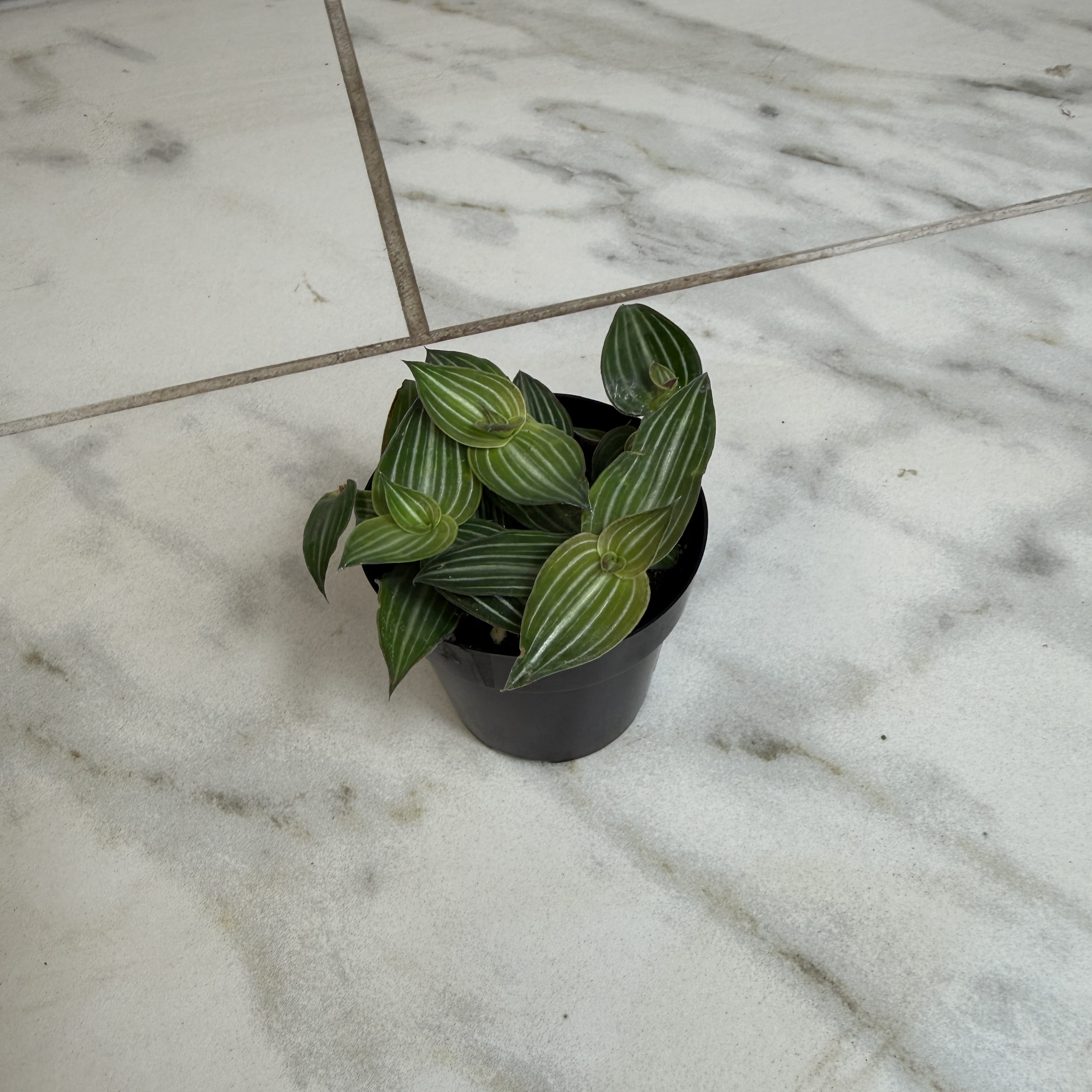 Callisia Elegans, 2" Plant live plant - additional view 2