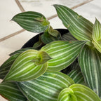 Callisia Elegans, 2" Plant live plant - additional view 3