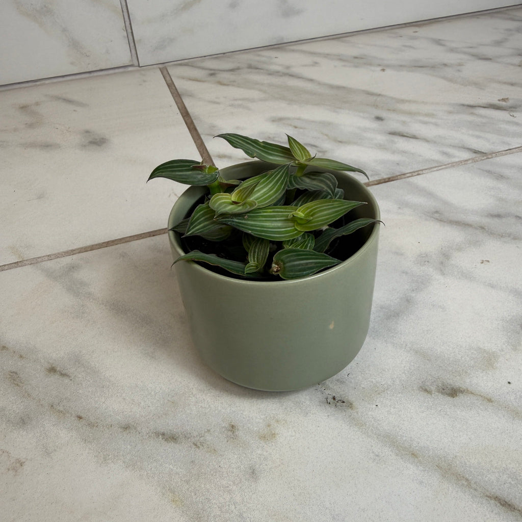 Callisia Elegans, 2" Plant live plant - additional view 4