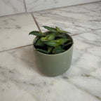 Callisia Elegans, 2" Plant live plant - additional view 4