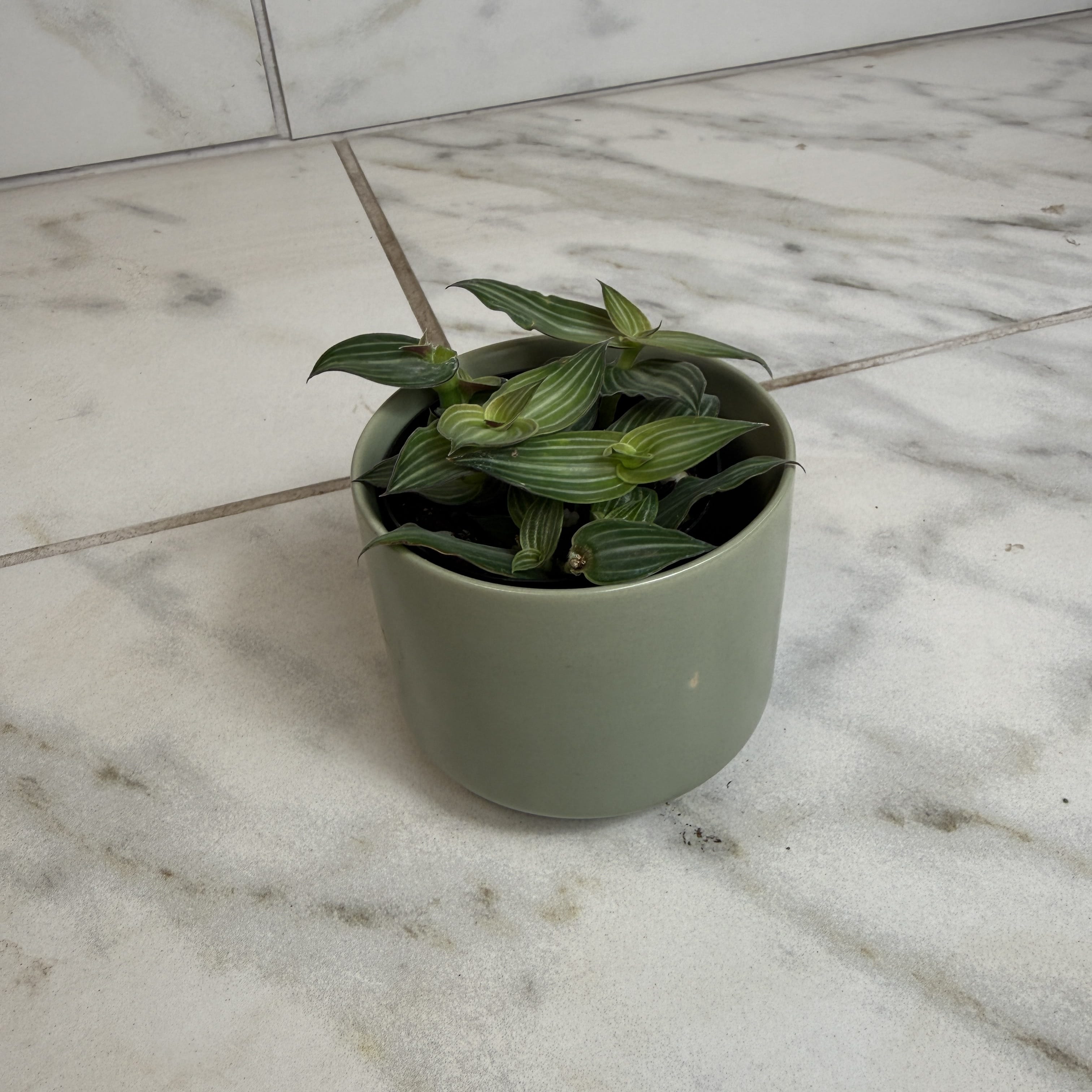 Callisia Elegans, 2" Plant live plant - additional view 4