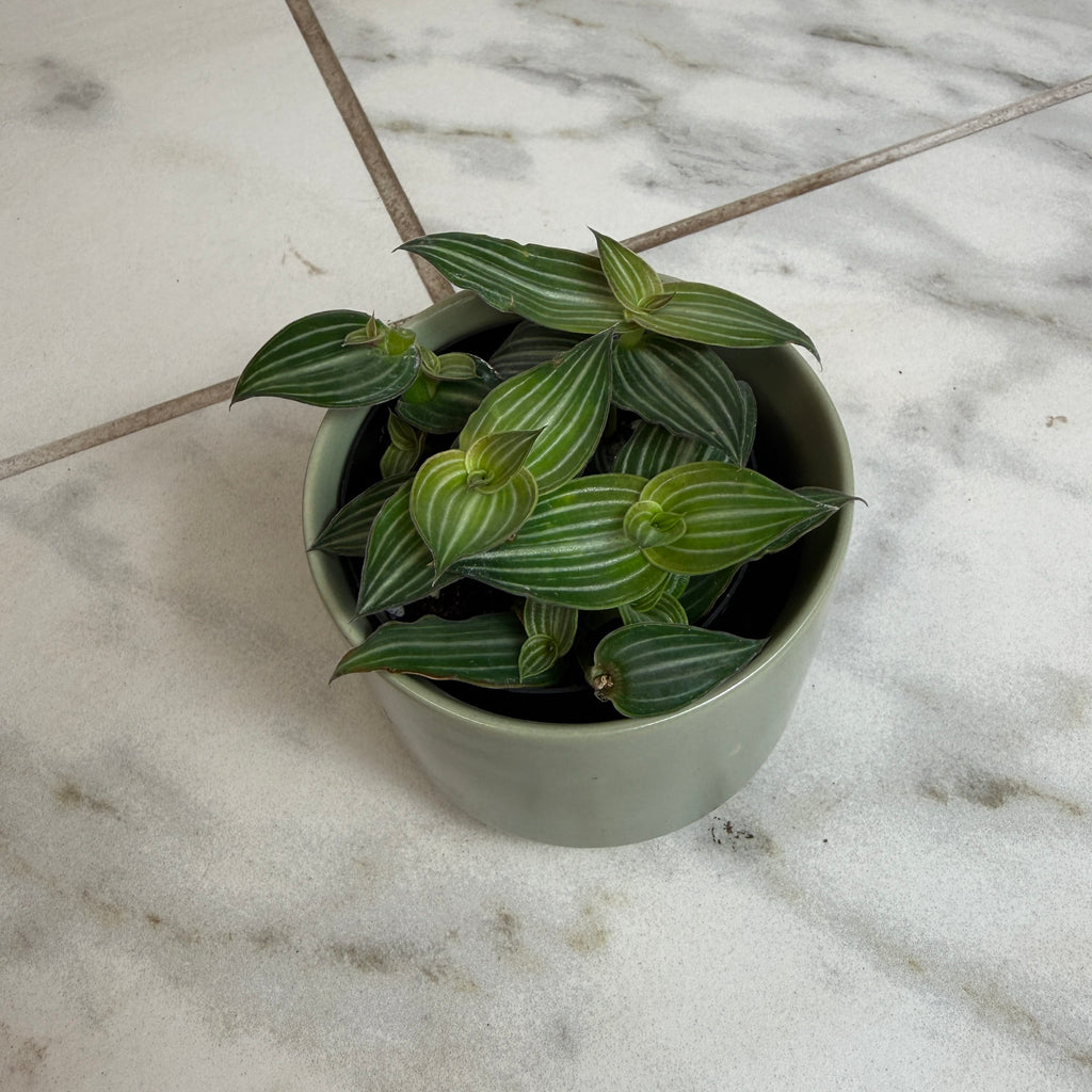 Callisia Elegans, 2" Plant live plant - additional view 5