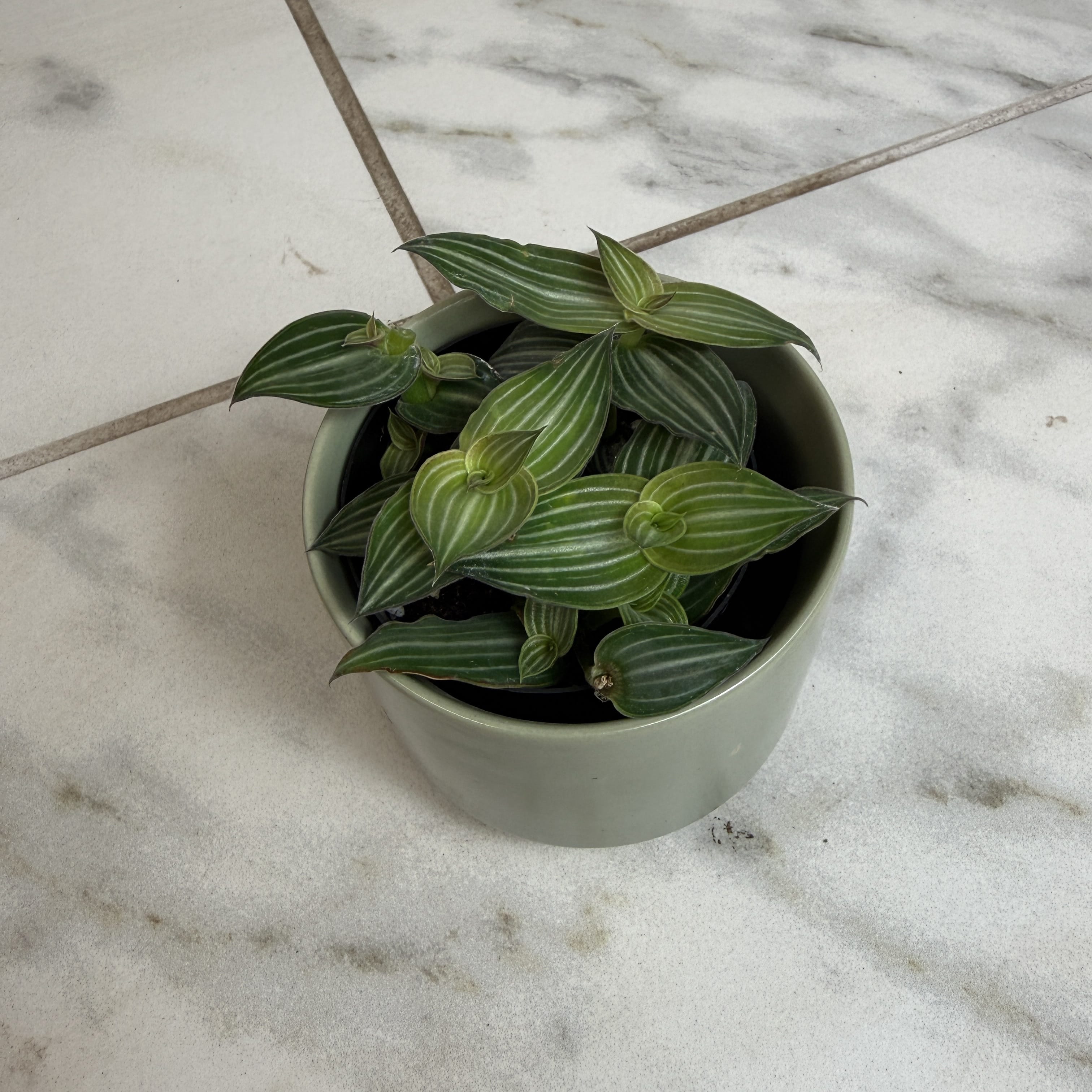 Callisia Elegans, 2" Plant live plant - additional view 5