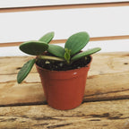 Peperomia Hope, 2" Plant live plant