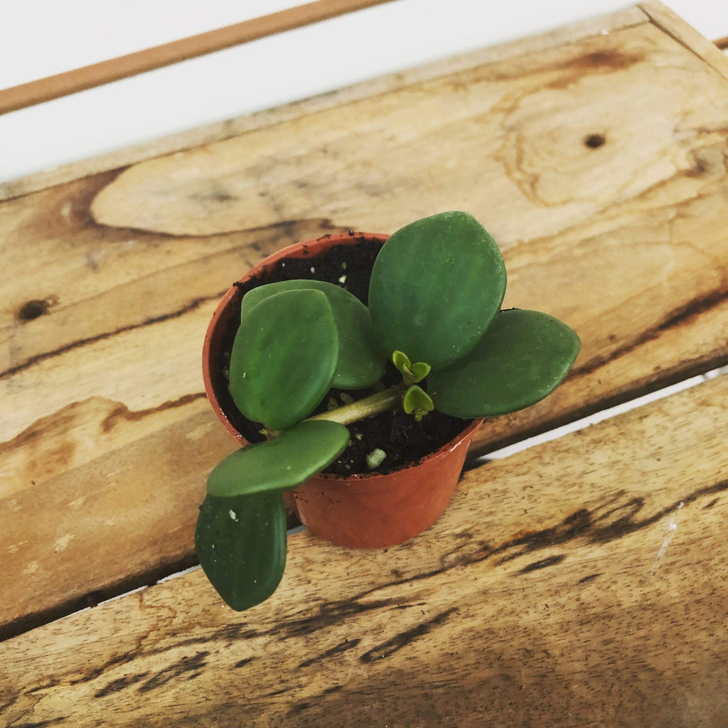 Peperomia Hope, 2" Plant live plant - additional view 2