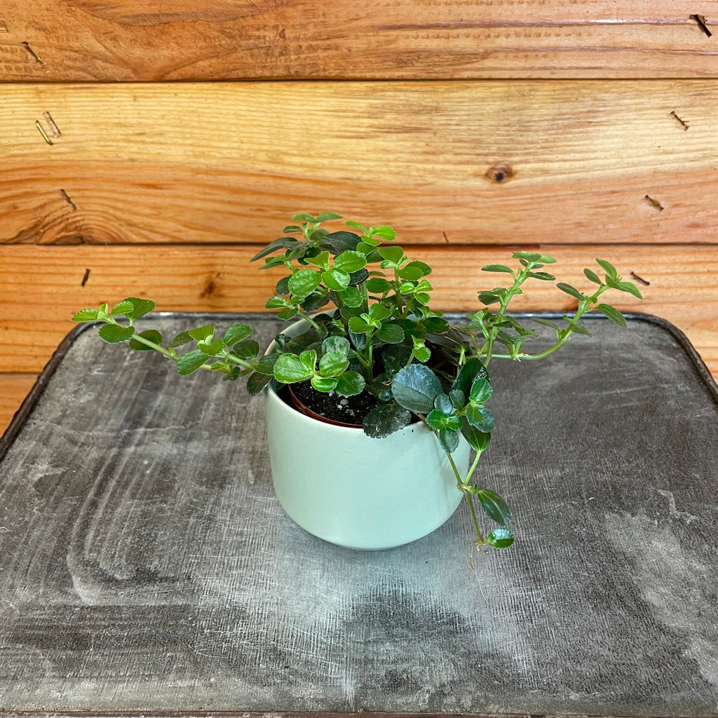 Pilea Espresso, 2" Plant live plant