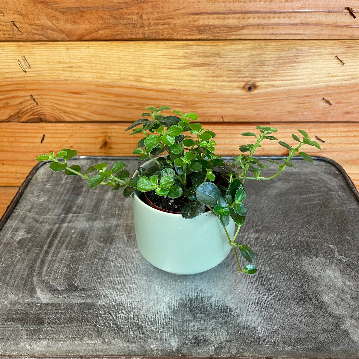 Pilea Espresso, 2" Plant live plant