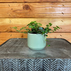 Pilea Espresso, 2" Plant live plant - additional view 2