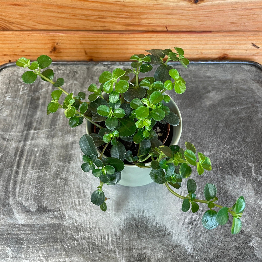 Pilea Espresso, 2" Plant live plant - additional view 3