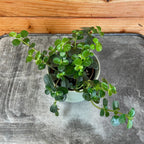 Pilea Espresso, 2" Plant live plant - additional view 3