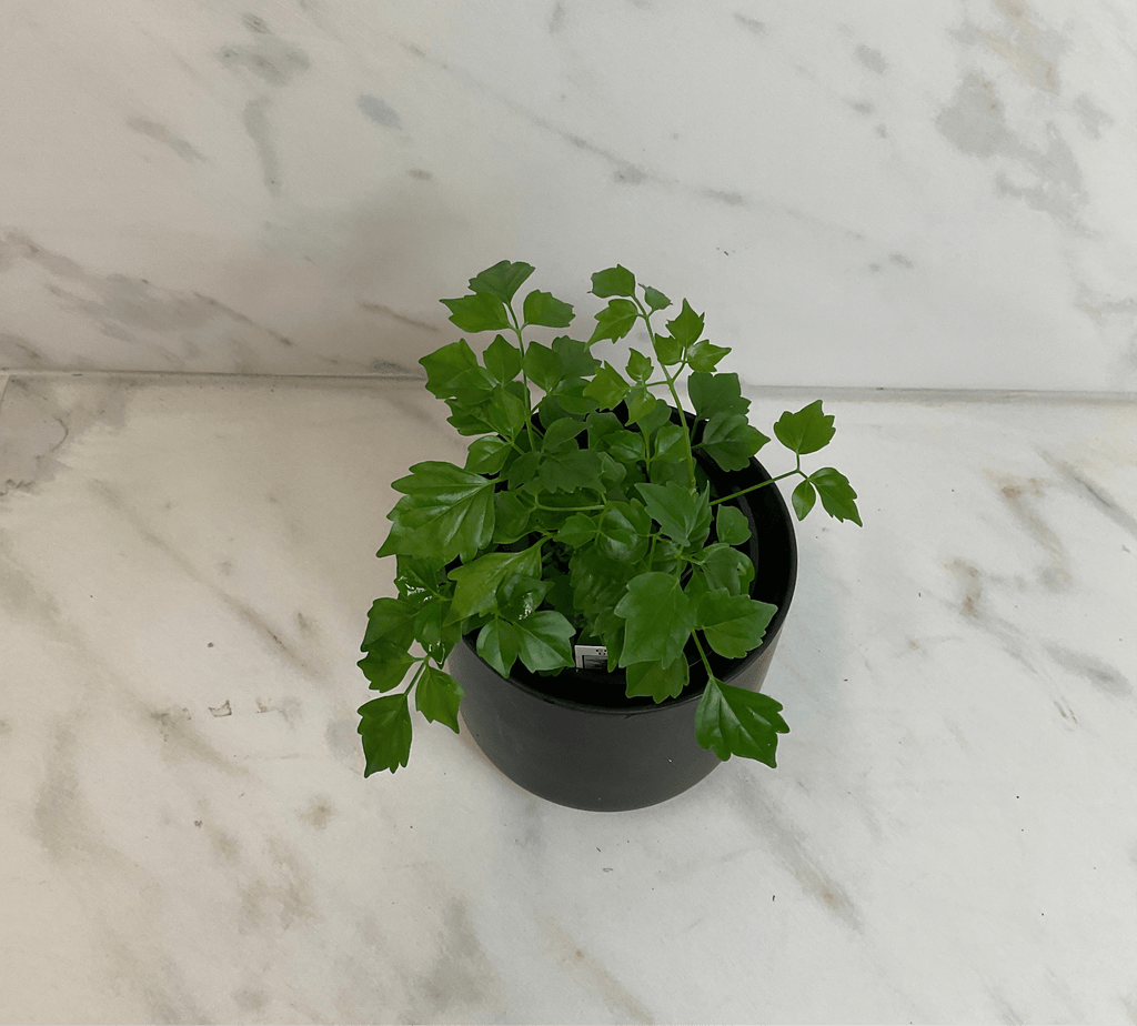 Radermachera Sinica China Doll, 4" Plant live plant