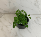 Radermachera Sinica China Doll, 4" Plant live plant