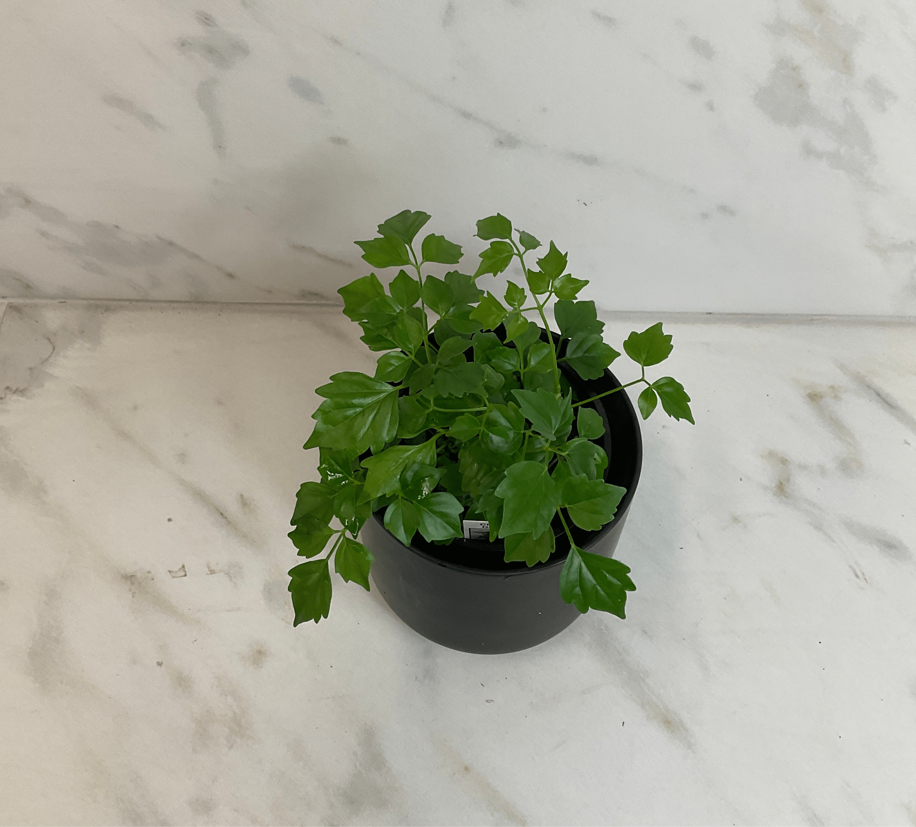 Radermachera Sinica China Doll, 4" Plant live plant