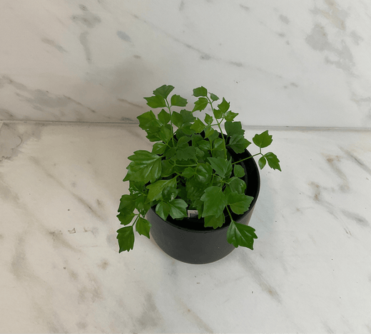 Radermachera Sinica China Doll, 4" Plant