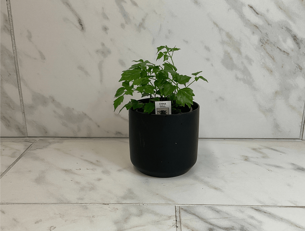 Radermachera Sinica China Doll, 4" Plant live plant - additional view 3