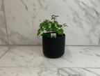 Radermachera Sinica China Doll, 4" Plant live plant - additional view 3
