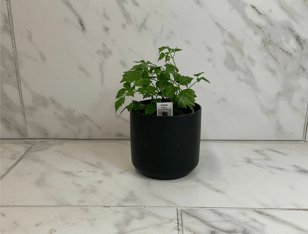 Radermachera Sinica China Doll, 4" Plant live plant - additional view 3