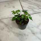 Radermachera Sinica China Doll, 2" Plant live plant