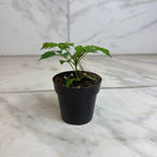 Radermachera Sinica China Doll, 2" Plant live plant - additional view 2
