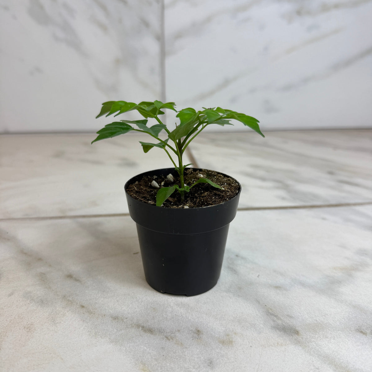 Radermachera Sinica China Doll, 2" Plant live plant - additional view 2